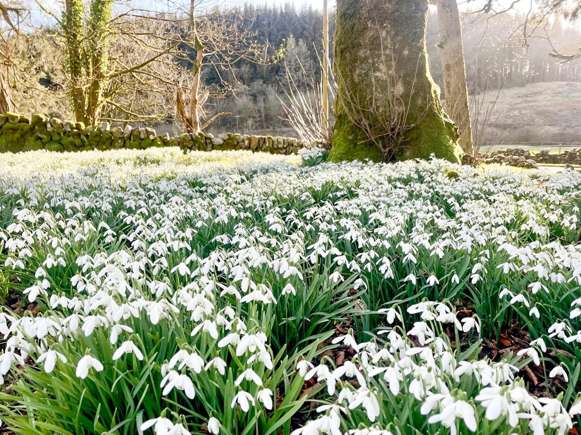 Mossdale Cottage Dalmellington エクステリア 写真